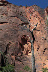 Obraz premium dead tree n mtns