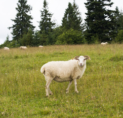 White sheep in the meadow in the Carpathians.