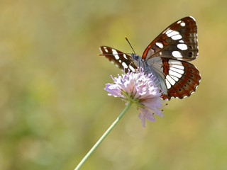 Obraz premium Southern White Admiral butterfly (Limenitis reducta) feeding on knautia flower