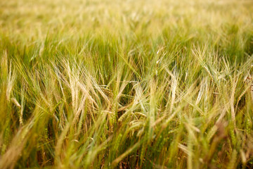 cereal field with spikelets of ripe rye or wheat