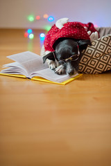Black-white dog bespectacled and in a reindeer suit put paws on the open book.