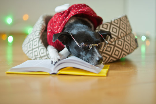 Black-white dog bespectacled and in a reindeer suit put paws on the open book.