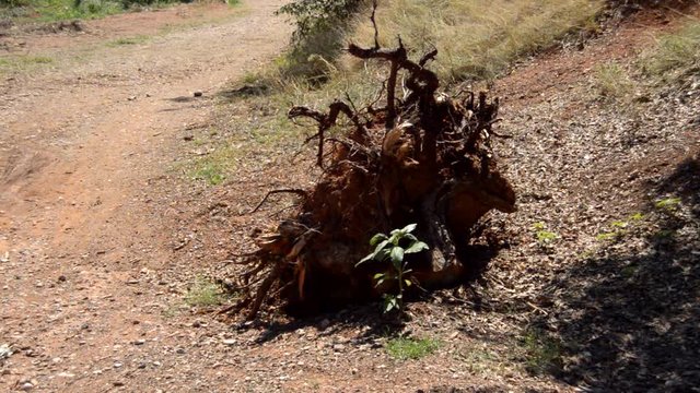 Dry Broken Tree In The Dirt