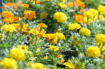 Yellow and orange flowers in the garden 