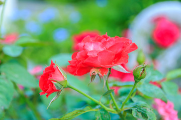  Red rose with stem in the garden