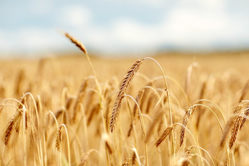 cereal field with spikelets of ripe rye or wheat