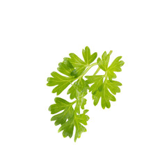 Bunch of fresh coriander leaves over white background.