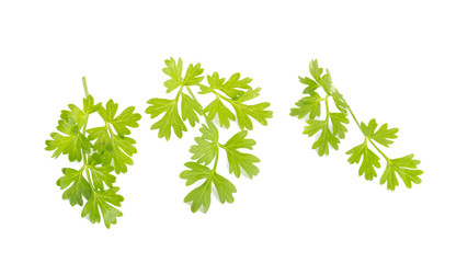 Obraz premium Bunch of fresh coriander leaves over white background.