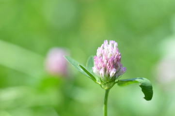 Fototapeta premium Blooming clover in the garden close up
