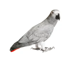 Foto op Canvas Gray parrot Jaco on a white background © avramchuk