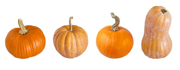 Orange pumpkin isolated on white background. Different types of pumpkins. 