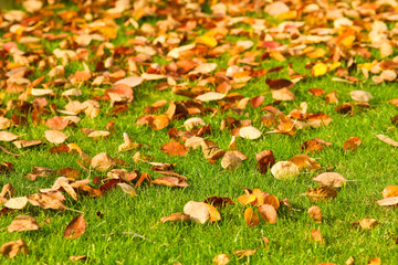 Wiese mit Herbstblättern