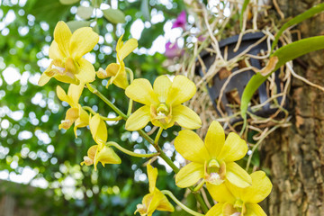 Yellow Orchidaceae flower