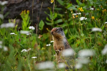 Ground Squirrel