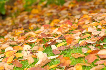 Wiese mit Herbstblättern