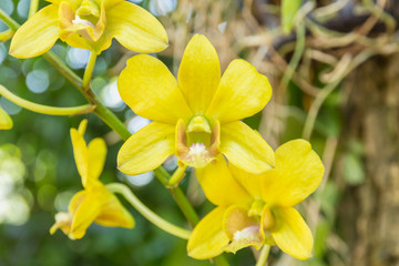 Yellow Orchidaceae flower