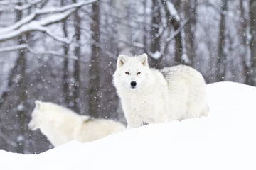 Papier Peint photo Loup Two Arctic wolves (Canis lupus arctos) hunting in the winter snow, Canada