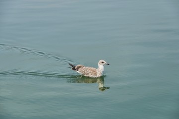 Seagull floating in seawater.
