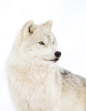 Arctic wolves (Canis lupus arctos) isolated against a white background closeup in winter in Canada