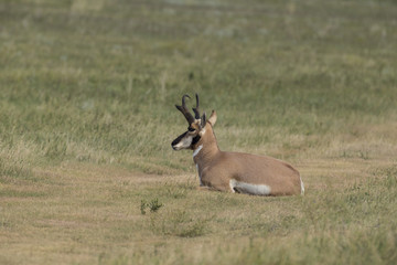 Obraz premium Pronghorn Deer