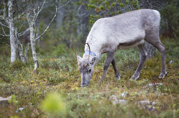 Obraz na płótnie Canvas Reindeer in the forest. 