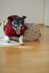 Black - white dog wearing glasses and red suit on his couch in the middle of an empty room.