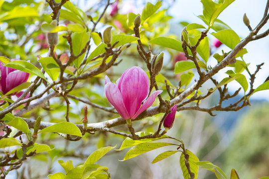 Fototapeta The flowers of magnolia x soulangeana, saucer magnolia