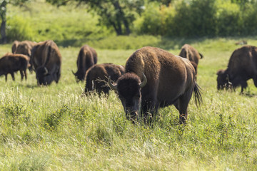 Buffalo In South Dakota's Black Hills