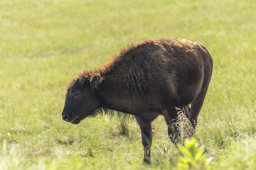 Baby Buffalo In South Dakota's Black Hills