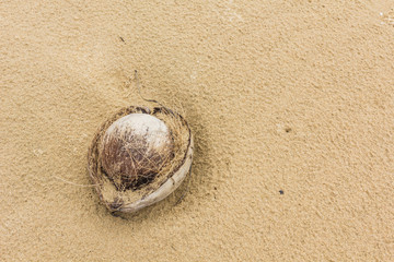 Fototapeta na wymiar Coconut found lying on a sandy beach