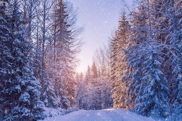 beautiful winter landscape: snowy forest on sunny day