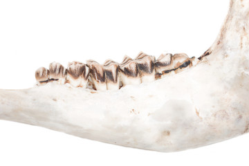old jaw bone with teeth ram
