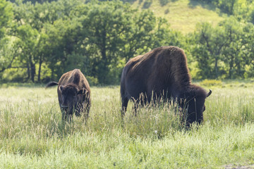 Buffalo In South Dakota's Black Hills