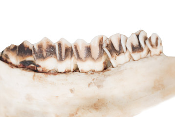 Fototapeta na wymiar old jaw bone with teeth ram