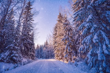 beautiful winter landscape: snowy forest on sunny day