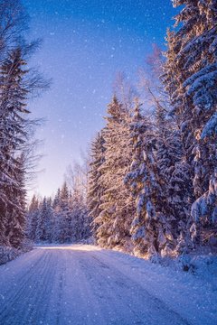 Fototapeta beautiful winter landscape: snowy forest on sunny day