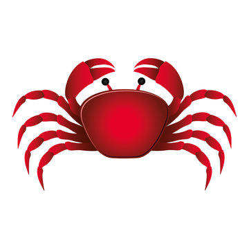 single crab icon image vector illustration design 