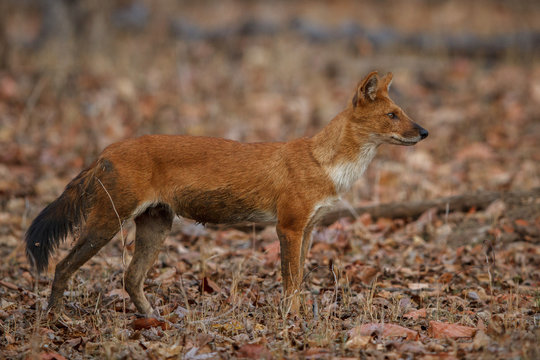 Indian wild dog pose in the nature habitat, very rare animal, dhoul, dhole, red wolf, red devil, indian wildlife, dog family, nature beauty, cuon alpinus