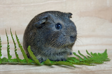 junges Glatthaar Meerschweinchen