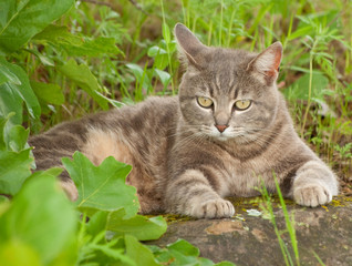 Blue tabby kitty cat resting on a rock under a tree