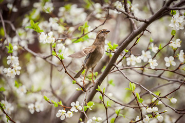 sparrow sitting on a flowering tree,  sparrow in the spring garden
