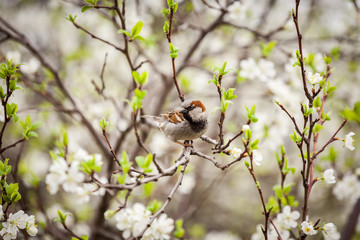 sparrow sitting on a flowering tree,  sparrow in the spring garden