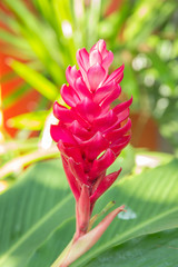 Red and pink ginger flowers growing on the plant