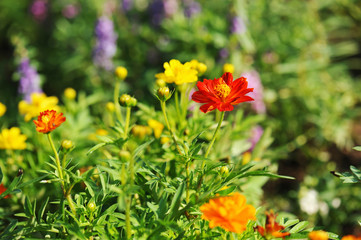 Beautiful zinnia flowers in the sunlight