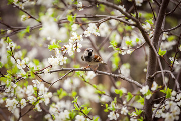 sparrow sitting on a flowering tree,  sparrow in the spring garden
