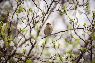 sparrow sitting on a flowering tree,  sparrow in the spring garden