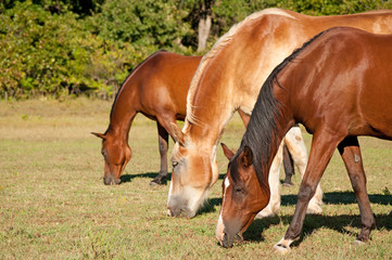 Three horses grazing in pasture on a sunny day