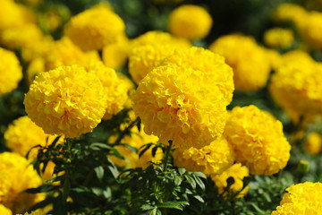 Close up Marigold flowers in the garden