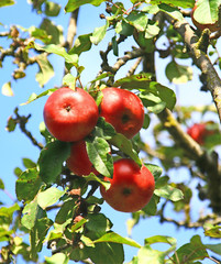Des pommes gala sur une branche de pommier