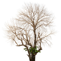 Obraz premium Dead tree